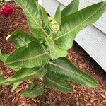 Asclepias latifolia ᱥᱟᱠᱟᱢ