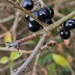 Ligustrum vulgare बार्क (छाल)