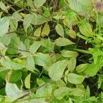 Monarda fistulosa Leaf