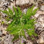 Botrychium virginianum Leaf