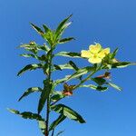 Ludwigia octovalvis Hábito