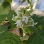 Solanum abutiloides Blüte