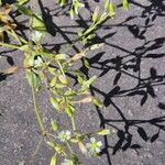 Cerastium holosteoides 花