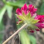 Knautia macedonica പുഷ്പം