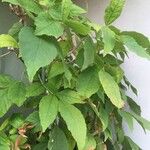 Fraxinus ornus Leaf