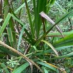 Iris pseudacorus Blad