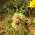 Hieracium virgultorum Frucht