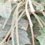 Senna hirsuta Fruchs