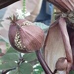 Angelica sylvestris പുഷ്പം