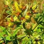 Hypericum tetrapterum Blüte