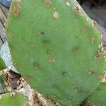 Opuntia humifusa Leaf