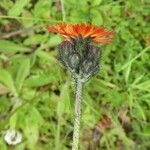 Pilosella aurantiaca പുഷ്പം