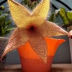 Stapelia gigantea Blad