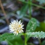 Alternanthera philoxeroides Flor