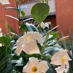 Mandevilla boliviensis Flower