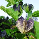 Nicandra physalodes 果