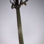 Scirpus hattorianus 樹皮