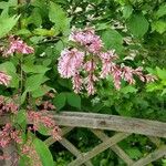 Syringa josikaea Flower