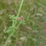 Galium maritimum кора