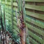 Phyllostachys nigra Leaf