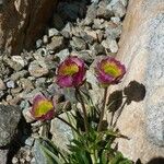 Ranunculus glacialis Žiedas