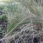 Muhlenbergia lindheimeri 形态