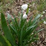 Leucojum vernumBlüte