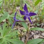 Vinca herbaceaFlower