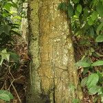 Baphia pubescens Φλοιός
