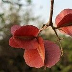 Combretum apiculatum 果實