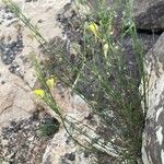 Kickxia scoparia Libunga