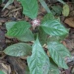 Chassalia curviflora অভ্যাস