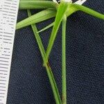 Rhynchospora radicans 其他