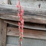 Gasteria disticha Flower