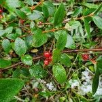 Shepherdia canadensis Ovoce