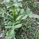 Lactuca canadensis Blatt