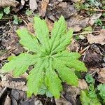 Petasites frigidus Leaf