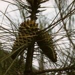 Pinus attenuata Агульны выгляд