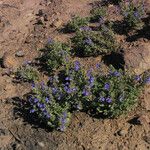 Scutellaria tuberosa Hábito