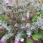Leucophyllum frutescens പുഷ്പം