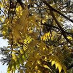 Juglans nigra Likasa