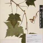 Acer caudatum Ostatní