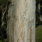 Melaleuca leucadendra Bark