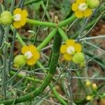 Euphorbia aphylla Hábito