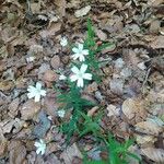 Stellaria holosteaFloare