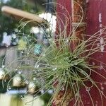 Tillandsia argenteaFeuille