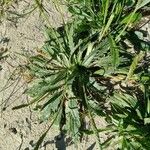 Plantago serraria Hoja