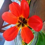 Tulipa agenensis Flower