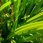 Carex excelsa Hoja