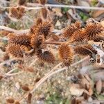 Xanthium orientale ഫലം